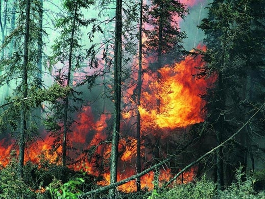 2000 евакуирани във Франция заради горски пожар