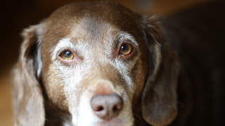 Отнеха кучето от мъж който беше заснет да го тегли