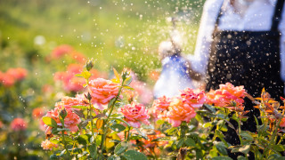 Неслучайно розата е наричана Царицата на градината това красиво