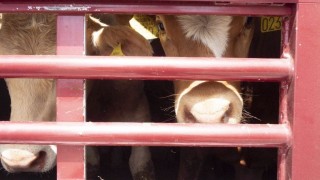 Транспортирали селскостопански животни през цялата страна в най-големите жеги