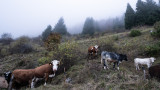  Трупове на крави край старозагорско село подвигнаха на крайник БАБХ 