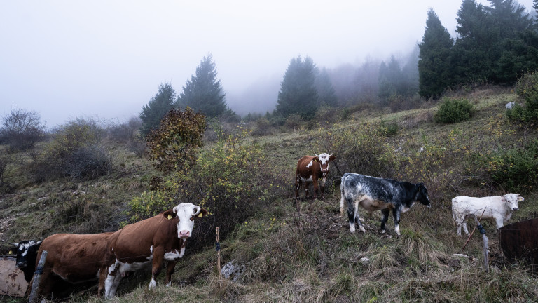 Дадоха месец срок на фермер от Челопечене да си прибере кравите от пътя