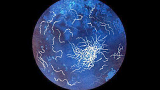 Нов много опасен щам е причина за болестта в Германия