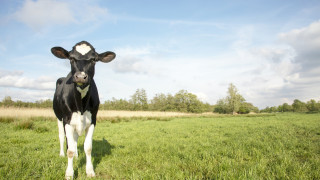 Камион с 50 крави и телета се преобърна в дере