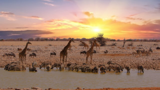 Все по-близо сме до новото масово изчезване на видовете