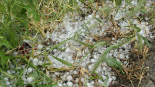 Бедствено положение в 4 села заради градушката