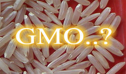 Добър или лош за ядене, ГМО оризът от САЩ няма право да се продава в ЕС