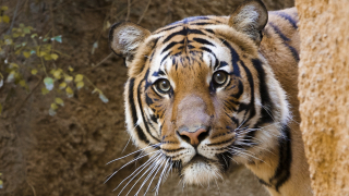 Два сибирски тигъра мъжки и женски са починали в