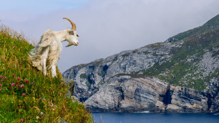 Да си осиновиш коза - какъв е проблемът на един италиански остров с животните