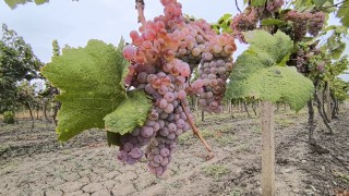 Слаба реколта на гроздето За това се оплакаха производителите в