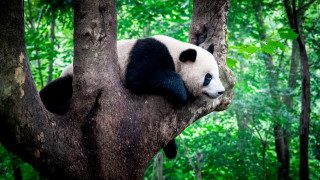 "Българската панда" - последният вид панда, бродила из Европа 