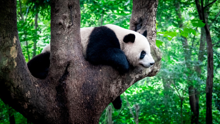 Учените може би са открили последния вид гигантска панда, бродила