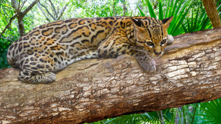 Националната полиция на Колумбия спаси от черния пазар над 1000