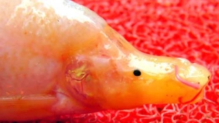 Откриха "извънземна" риба в Китай
