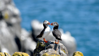 Световният фонд за дивата природа WWF призовава правителствата спешно да