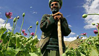 Афганистан се напълни с опиум 