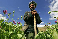 Опиумът от  Афганистан убива 100 000 души ежегодно 