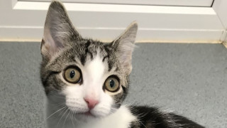 Котето, което не е нито мъжко, нито женско