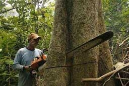 Индонезия постави световен рекорд по изсичане на гори