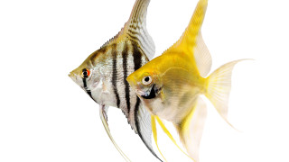 Задържаха екзотични рибки птици и голямо количество контрабанден алкохол натоварени