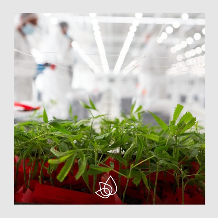 Заводът на TikunOlam Europe