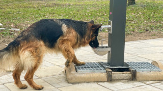 Домашните любимци в Ямбол имат вече свои чешмички съобщават от