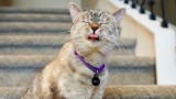  Nala Cat, най-следваната котка в Instagram и върхът на Гинес 