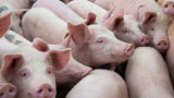  Започва стерилизация след умъртвяването на свине в Бургаско 