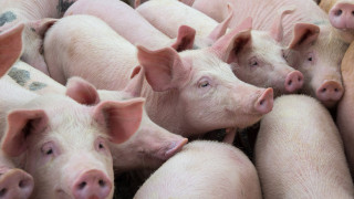 Закъсалата икономика и свинското месо - темите, които държат китайците будни