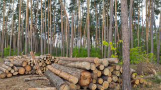 Разкриха незаконна сеч на 36 дървета от бял бор в Трън