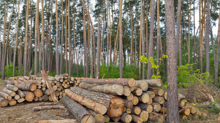 62 акта за дървесина бяха съставени при близо 4200 проверки