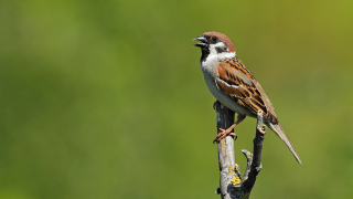 Популациите на птиците във френската провинция са намалели с една
