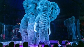 Популярният немски цирк Roncalli е заменил истинските животни с холограмни
