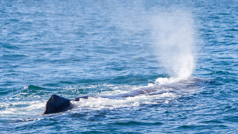 В Мексико спасиха 18-метров кит, заседнал в плитчина