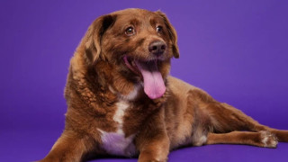 В началото на годината Световните рекорди на Гинес присъдиха на