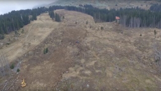 За фиданките и наглостта