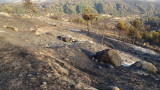 Екокатастрофа остави след себе си пожарът в Кресненското дефиле