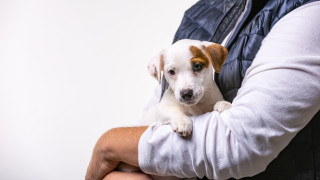 Защо обичаме кучетата, колкото и децата