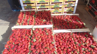 Данъчни влязоха в стоковата борса на плодове и зеленчуци в Първенец  