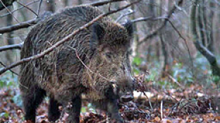 Груповият отстрел на дива свиня разрешен от 4-и октомври