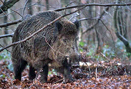 Ловци от шуменско яли от свиня с трихинилоза