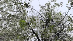 Няма да има български кайсии, праскови и череши заради студа и снега