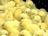 Птичи грип порази три ферми за пуйки в Минесота
