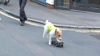 Куче кара скейтборд, наказват собственика (видео)