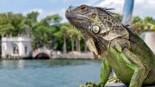 Южните части на американския щат Флорида са рай игуаните И това е