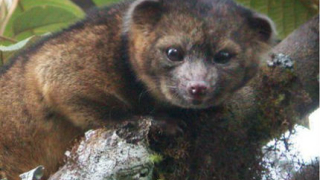 Откриха нов вид бозайник в горите на Еквадор