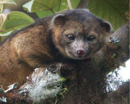 Откриха нов вид бозайник в горите на Еквадор