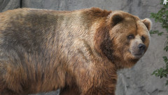 Коя е най-голямата мечка в света