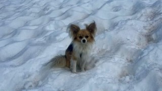 Малко чихуахуа помогна за спасяването на стопанина си след като