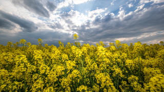 Ще бъде предимно ясно и почти тихо Преобладаващите минимални температури